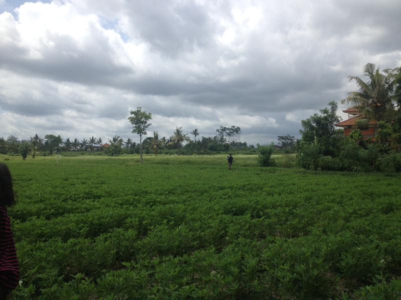 Rice Field View Land At Ubud Area